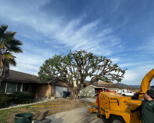 Emergency Tree Services
