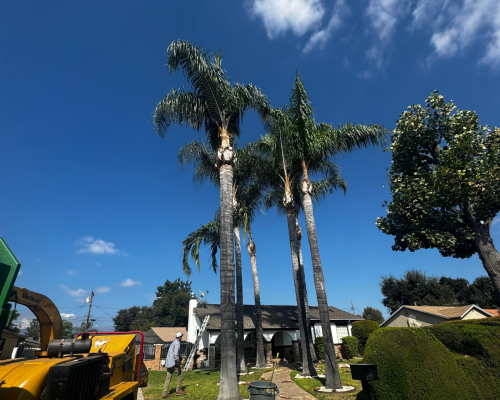 Palm Tree Trimming Services