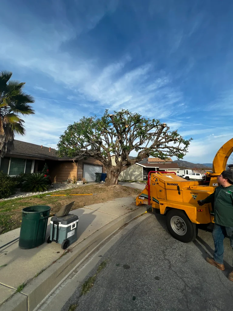 Tree Services in Irvine, CA